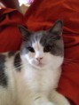 /album/galeria-de-fotos-os-nossos-gatos/wills-4-jpg/